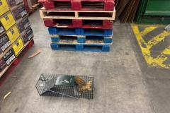 animal-control-ph4