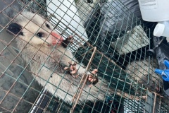 animal-control-ph5