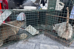 animal-control-ph6
