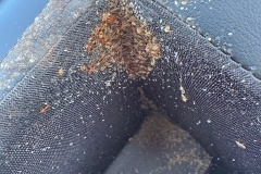 bed-bugs-pest-control-ph1
