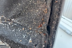 bed-bugs-pest-control-ph2