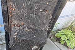 bed-bugs-pest-control-ph3
