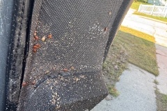 bed-bugs-pest-control-ph4