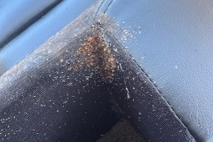 bed-bugs-pest-control-ph5