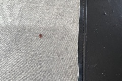 bed-bugs-pest-control-ph6