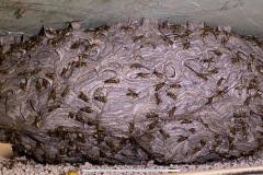 pest-control-hornets-ph2