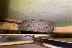 pest-control-hornets-ph3