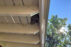 pest-control-hornets-ph4