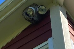 pest-control-hornets-ph6